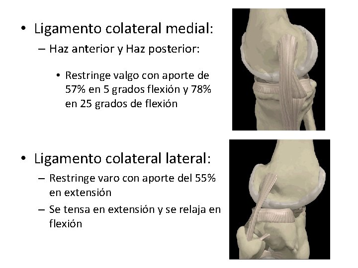  • Ligamento colateral medial: – Haz anterior y Haz posterior: • Restringe valgo