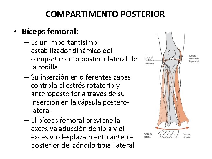 COMPARTIMENTO POSTERIOR • Bíceps femoral: – Es un importantísimo estabilizador dinámico del compartimento postero-lateral