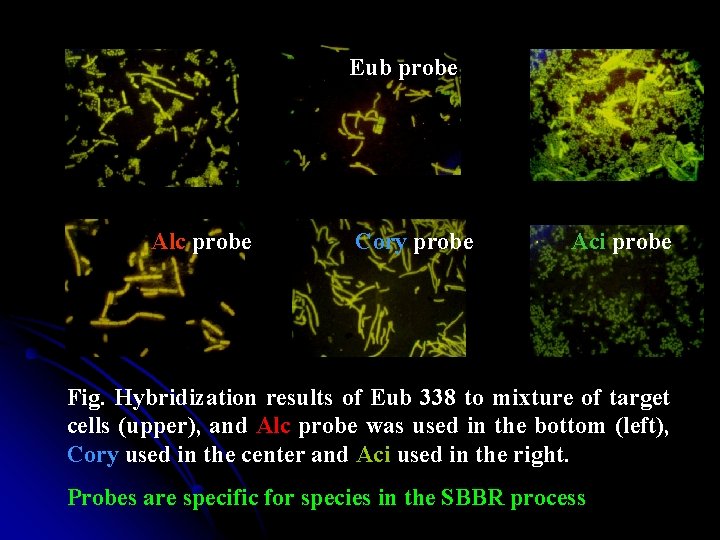 Eub probe Alc probe Cory probe Aci probe Fig. Hybridization results of Eub 338