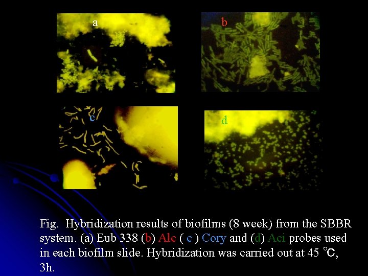 a b c d Fig. Hybridization results of biofilms (8 week) from the SBBR