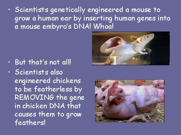  • Scientists genetically engineered a mouse to grow a human ear by inserting