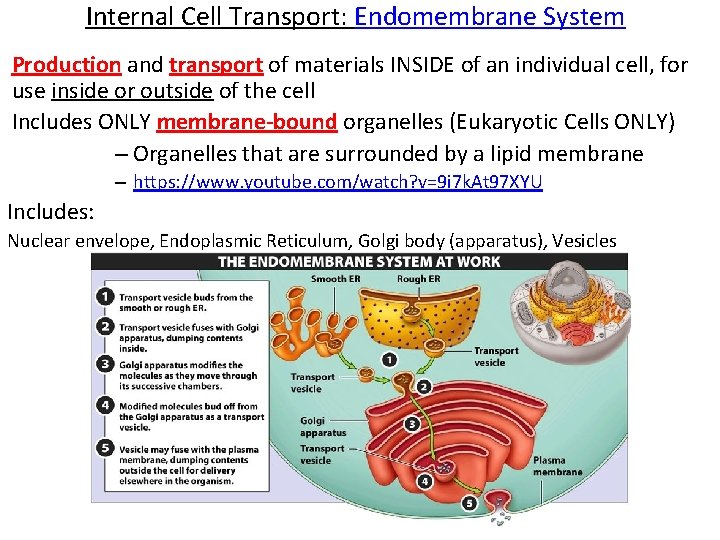 Internal Cell Transport: Endomembrane System Production and transport of materials INSIDE of an individual