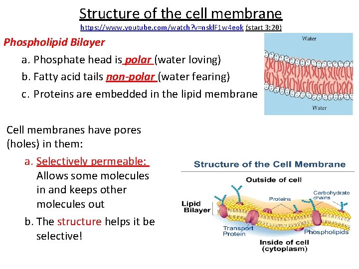 Structure of the cell membrane https: //www. youtube. com/watch? v=nskl. F 1 w 4