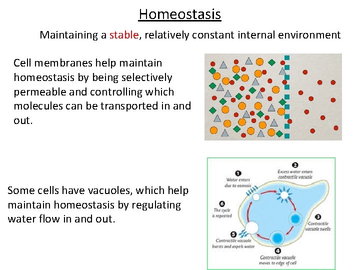 Homeostasis Maintaining a stable, relatively constant internal environment Cell membranes help maintain homeostasis by