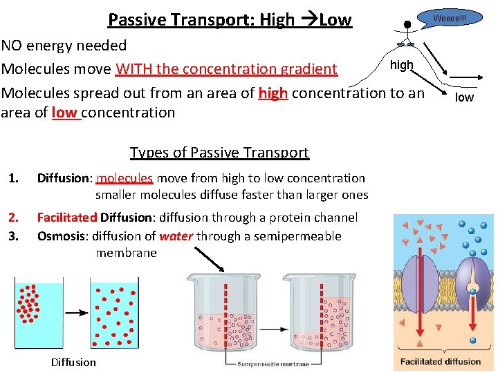 Passive Transport: High Low NO energy needed high Molecules move WITH the concentration gradient