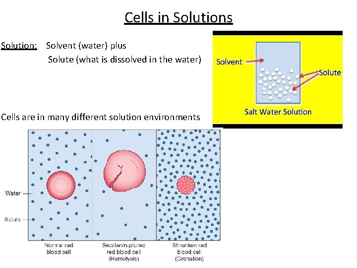 Cells in Solutions Solution: Solvent (water) plus Solute (what is dissolved in the water)