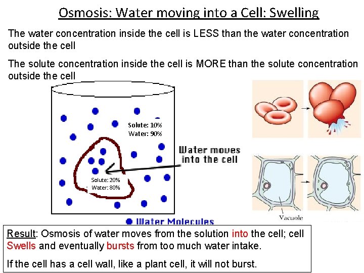 Osmosis: Water moving into a Cell: Swelling The water concentration inside the cell is