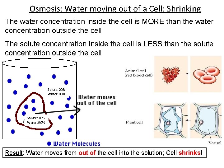 Osmosis: Water moving out of a Cell: Shrinking The water concentration inside the cell