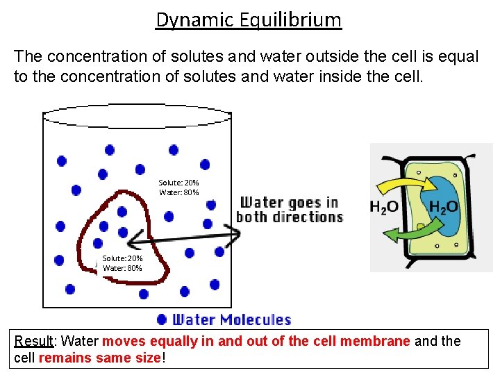 Dynamic Equilibrium The concentration of solutes and water outside the cell is equal to