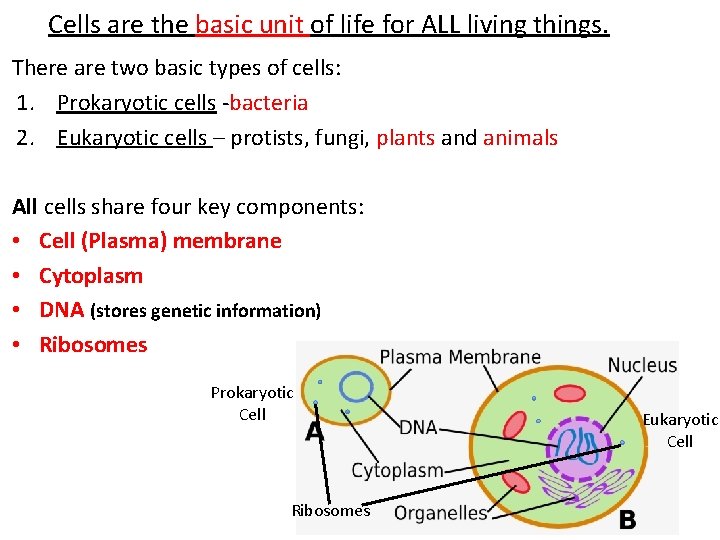 Cells are the basic unit of life for ALL living things. There are two