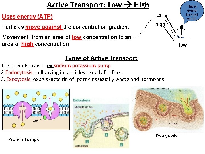 Active Transport: Low High This is gonna be hard work!! Uses energy (ATP) Particles