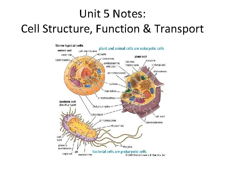 Unit 5 Notes: Cell Structure, Function & Transport 