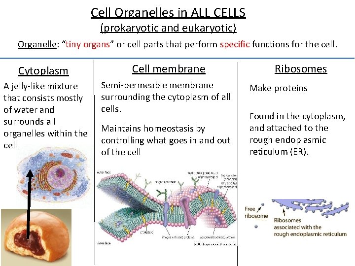 Cell Organelles in ALL CELLS (prokaryotic and eukaryotic) Organelle: “tiny organs” or cell parts