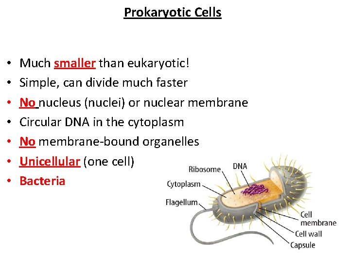 Prokaryotic Cells • • Much smaller than eukaryotic! Simple, can divide much faster No