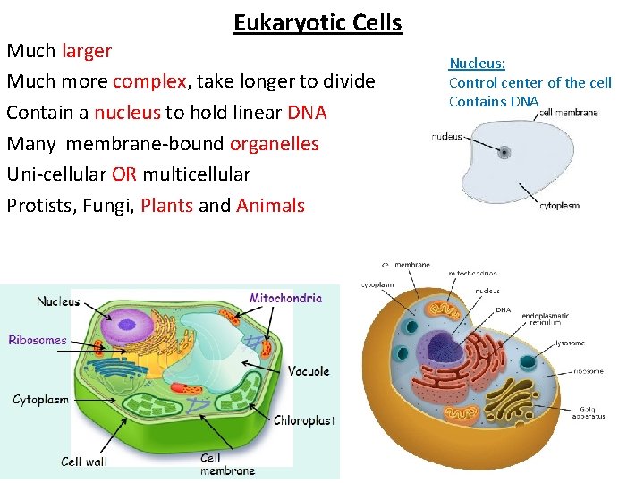 Eukaryotic Cells Much larger Much more complex, take longer to divide Contain a nucleus