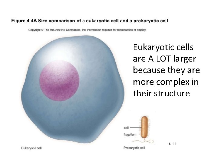 Eukaryotic cells are A LOT larger because they are more complex in their structure.