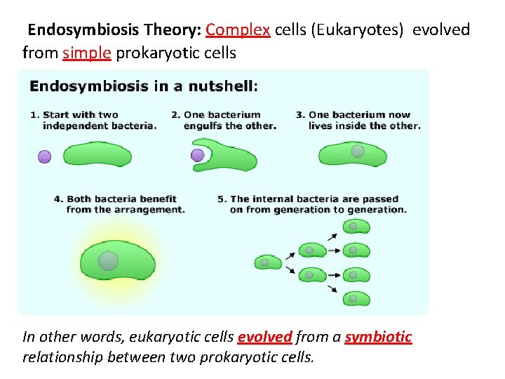 Endosymbiosis Theory: Complex cells (Eukaryotes) evolved from simple prokaryotic cells In other words, eukaryotic