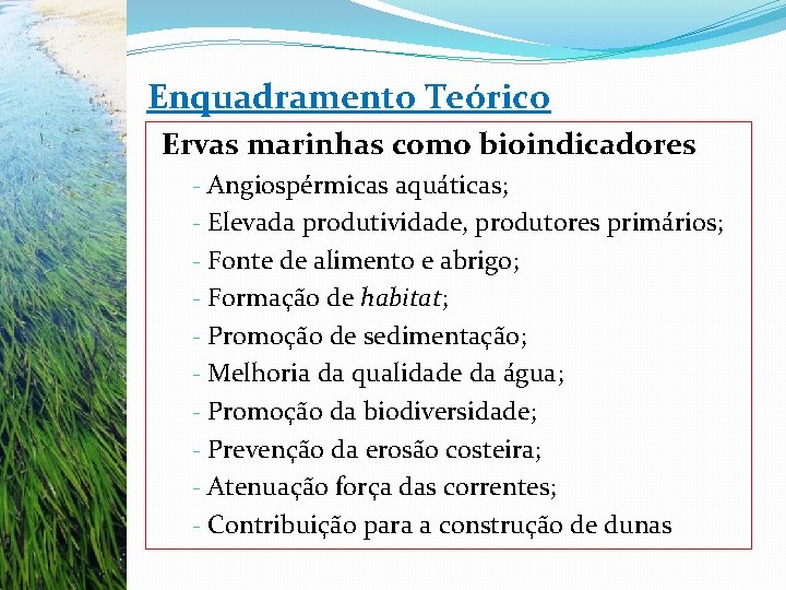 Enquadramento Teórico Ervas marinhas como bioindicadores - Angiospérmicas aquáticas; - Elevada produtividade, produtores primários;