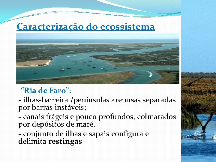 Caracterização do ecossistema “Ria de Faro”: - ilhas-barreira /penínsulas arenosas separadas por barras instáveis;