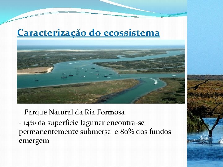 Caracterização do ecossistema - Parque Natural da Ria Formosa - 14% da superfície lagunar