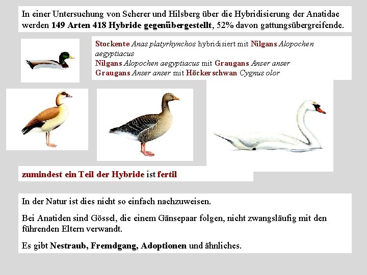 In einer Untersuchung von Scherer und Hilsberg über die Hybridisierung der Anatidae werden 149 In einer Untersuchung von Scherer und Hilsberg über die Hybridisierung der Anatidae werden 149