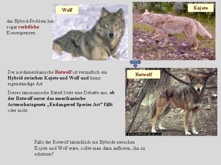 Kojote Wolf das Hybrid-Problem hat sogar rechtliche Konsequenzen: Der nordamerikanische Rotwolf ist vermutlich ein