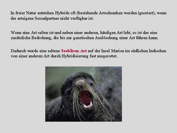 In freier Natur entstehen Hybride oft (bestehende Artschranken werden ignoriert), wenn der arteigene Sexualpartner In freier Natur entstehen Hybride oft (bestehende Artschranken werden ignoriert), wenn der arteigene Sexualpartner