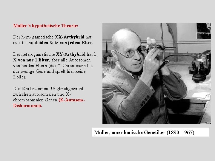 Muller’s hypothetische Theorie: Der homogametische XX-Arthybrid hat exakt 1 haploiden Satz von jedem Elter. Muller’s hypothetische Theorie: Der homogametische XX-Arthybrid hat exakt 1 haploiden Satz von jedem Elter.