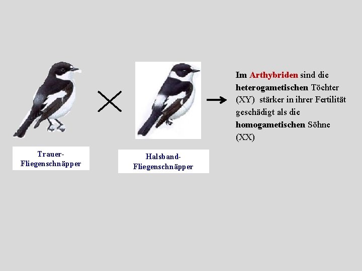 Im Arthybriden sind die heterogametischen Töchter (XY) stärker in ihrer Fertilität geschädigt als die Im Arthybriden sind die heterogametischen Töchter (XY) stärker in ihrer Fertilität geschädigt als die