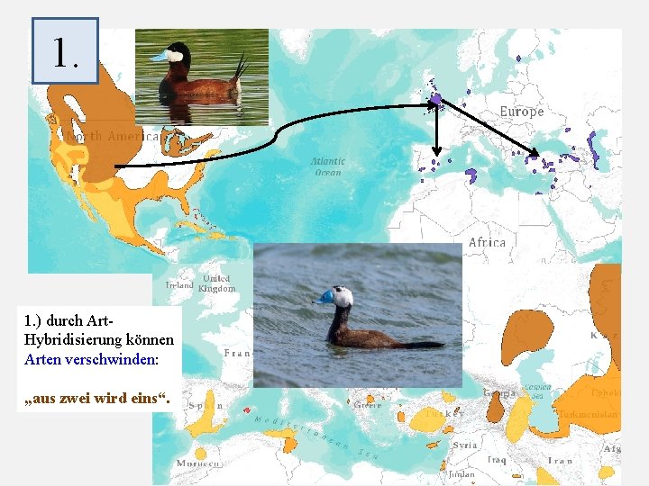 1. 1. ) durch Art. Hybridisierung können Arten verschwinden: „aus zwei wird eins“. 