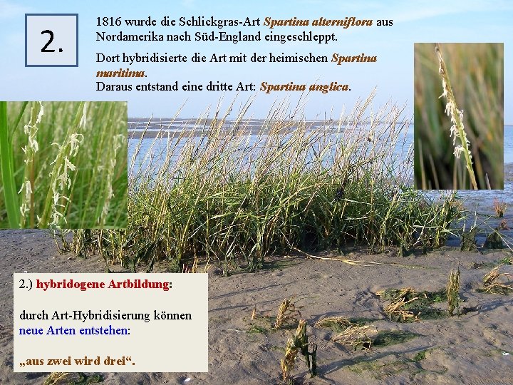 2. 1816 wurde die Schlickgras-Art Spartina alterniflora aus Nordamerika nach Süd-England eingeschleppt. Dort hybridisierte