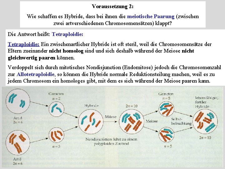 Voraussetzung 2: Wie schaffen es Hybride, dass bei ihnen die meiotische Paarung (zwischen zwei