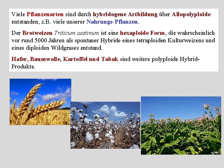 Viele Pflanzenarten sind durch hybridogene Artbildung über Allopolyploide entstanden, z. B. viele unserer Nahrungs-Pflanzen.