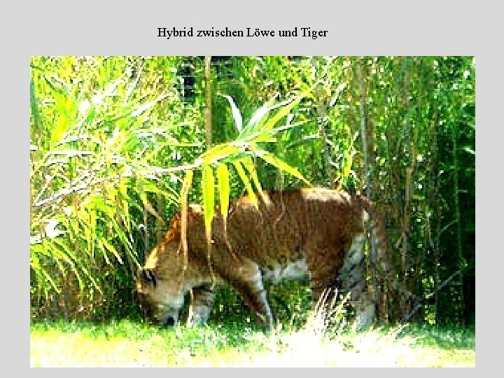 Hybrid zwischen Löwe und Tiger 