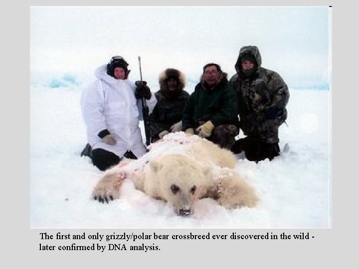 The first and only grizzly/polar bear crossbreed ever discovered in the wild - later