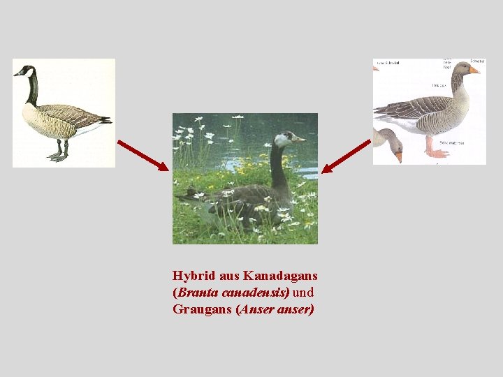 Hybrid aus Kanadagans (Branta canadensis) und Graugans (Anser anser) 