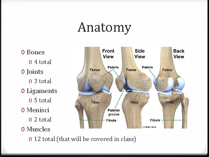 Anatomy 0 Bones 0 4 total 0 Joints 0 3 total 0 Ligaments 0