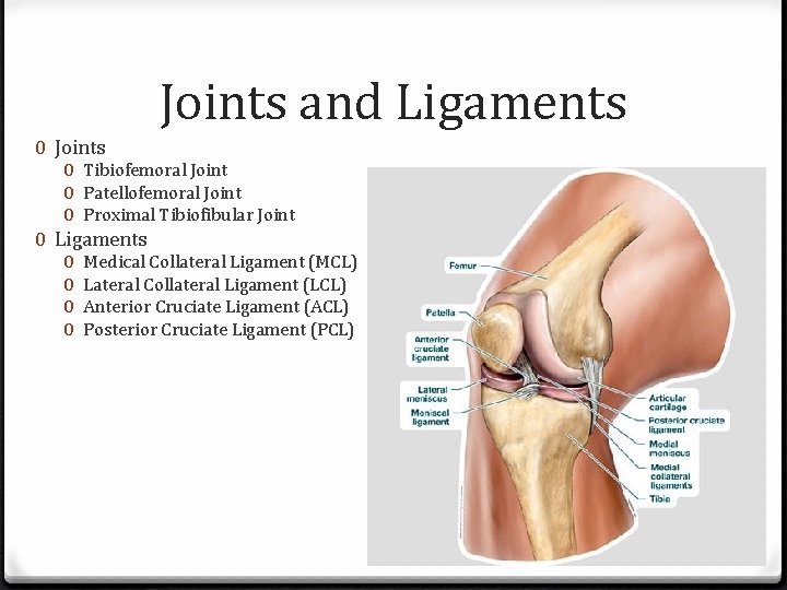 Joints and Ligaments 0 Joints 0 Tibiofemoral Joint 0 Patellofemoral Joint 0 Proximal Tibiofibular