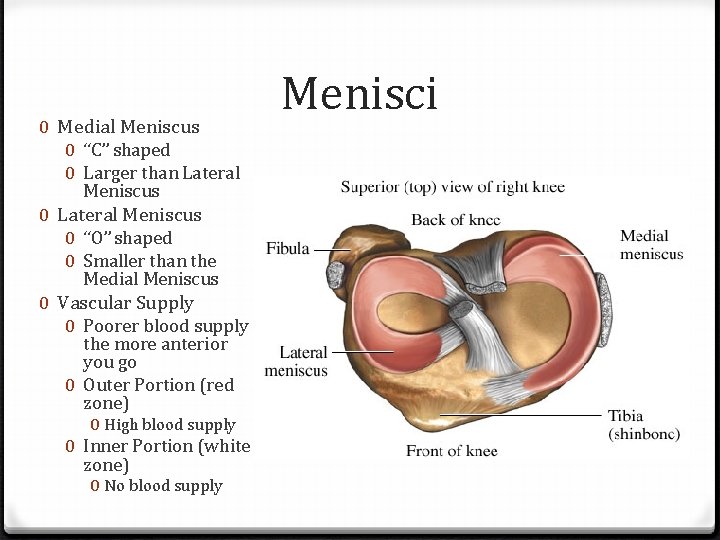 0 Medial Meniscus 0 “C” shaped 0 Larger than Lateral Meniscus 0 “O” shaped