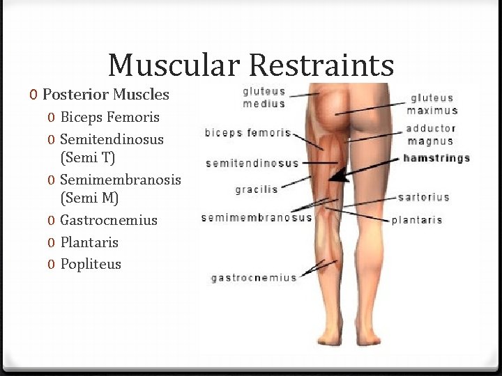 Muscular Restraints 0 Posterior Muscles 0 Biceps Femoris 0 Semitendinosus (Semi T) 0 Semimembranosis