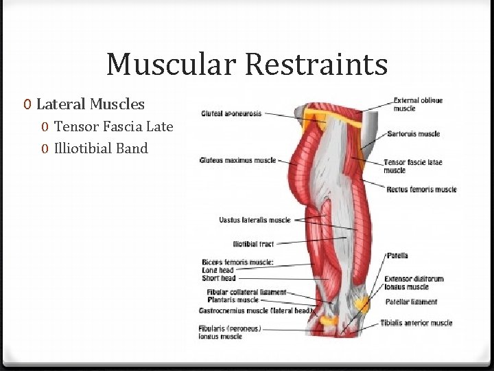 Muscular Restraints 0 Lateral Muscles 0 Tensor Fascia Late 0 Illiotibial Band 