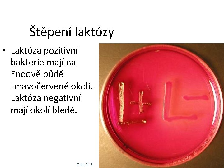 Štěpení laktózy • Laktóza pozitivní bakterie mají na Endově půdě tmavočervené okolí. Laktóza negativní