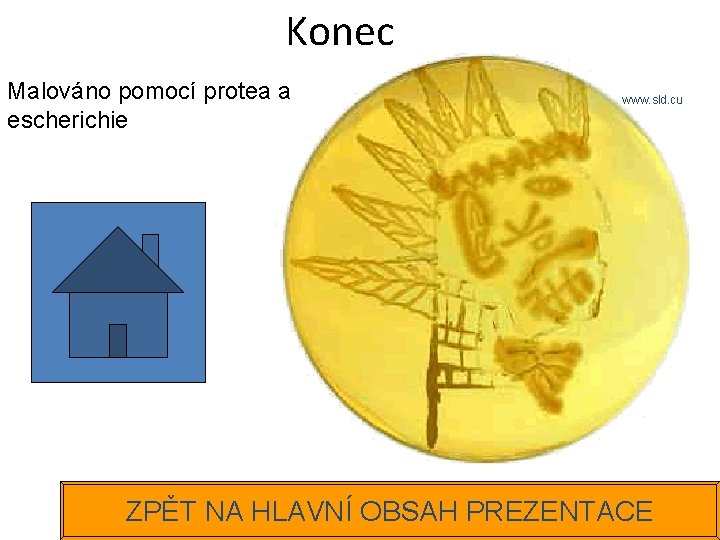 Konec Malováno pomocí protea a escherichie www. sld. cu ZPĚT NA HLAVNÍ OBSAH PREZENTACE