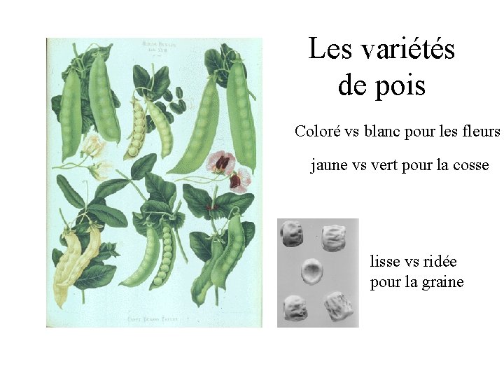 Les variétés de pois Coloré vs blanc pour les fleurs jaune vs vert pour