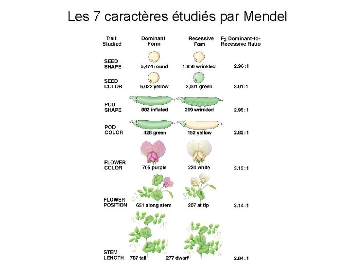 Les 7 caractères étudiés par Mendel 