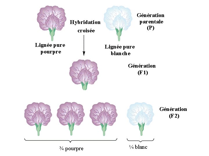 Génération parentale (P) Hybridation croisée Lignée pure pourpre Lignée pure blanche Génération (F 1)