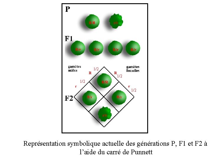 1/2 1/2 Représentation symbolique actuelle des générations P, F 1 et F 2 à
