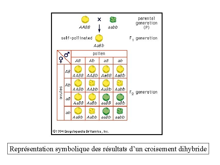 Représentation symbolique des résultats d’un croisement dihybride 