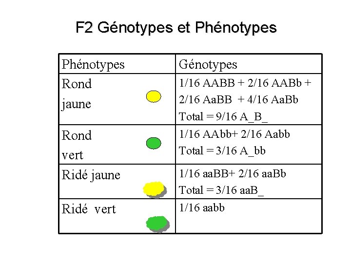 F 2 Génotypes et Phénotypes Rond jaune Génotypes Rond vert Ridé jaune 1/16 AAbb+