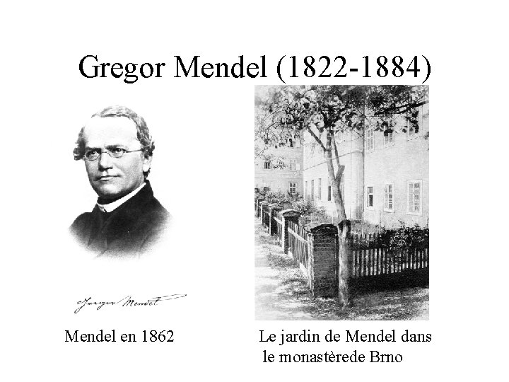 Gregor Mendel (1822 -1884) Mendel en 1862 Le jardin de Mendel dans le monastèrede